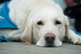 A beautiful and well-groomed pet 